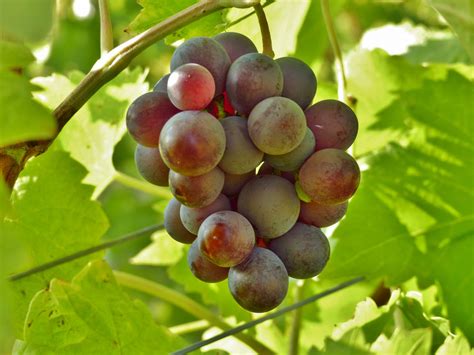 Images Gratuites Branche Grain De Raisin Vignoble Du Vin Fruit