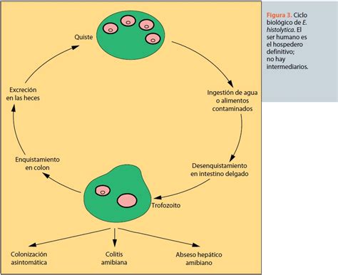 Ciclo De Vida De Entamoeba Histolytica