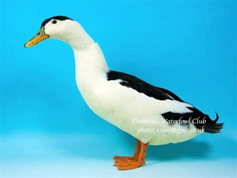 The Magpie duck: breed guide — Raising Ducks