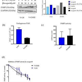 PARP 1 Expression Activity And Inhibition By Rucaparib In BRCA2