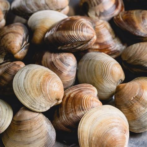 Little Neck Clams In Ocean