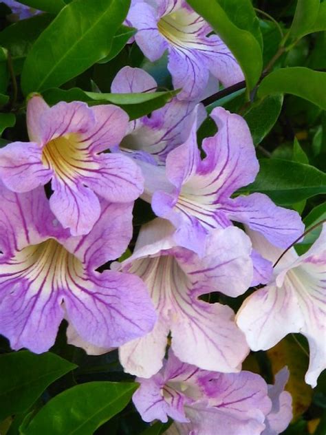 Purple Trumpet Vine Pictures From Flowers Photos On Webshots Trumpet