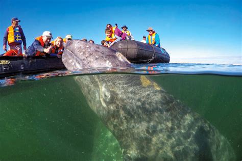 Baja California Observing The Whales Of Magdalena Bay Sunstone Tours