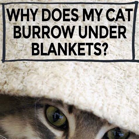 Why Does My Cat Like To Burrow Under Blankets Diy Seattle