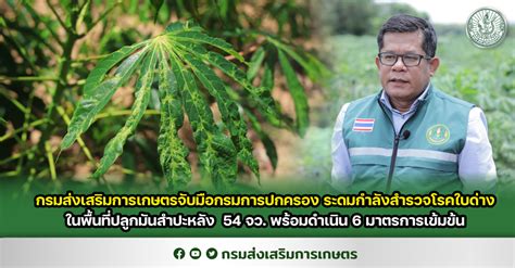 กรมส่งเสริมการเกษตรจับมือกรมการปกครอง ระดมกำลังสำรวจโรคใบด่างในพื้นที่