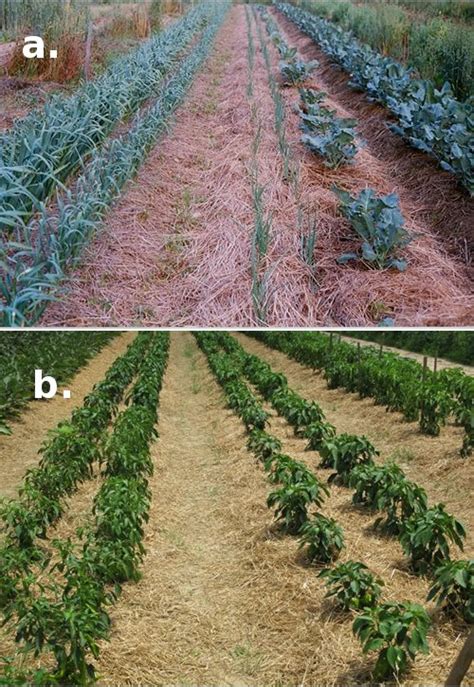 Mulching For Weed Management In Organic Vegetable Production Eorganic