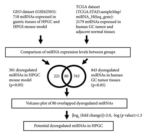 Mir 21 Is Significantly Overexpressed In Hpgc A Schematic