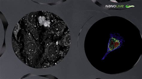 Automated Live Cell Imaging The Cx A Youtube