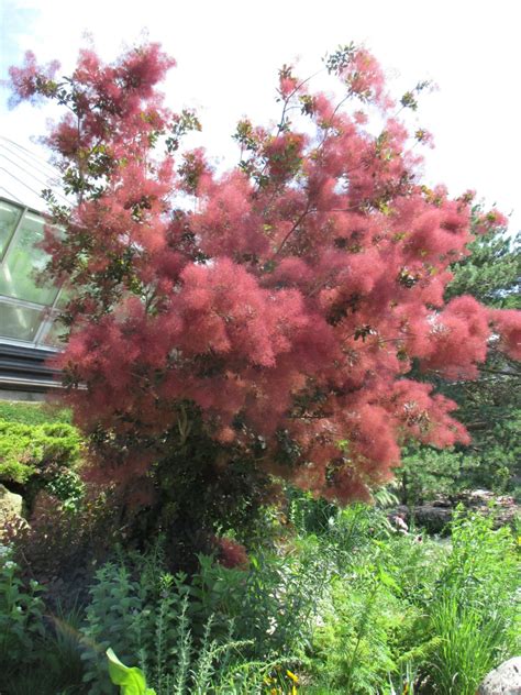 Cotinus coggygria 'Royal Purple' OBG 2016.jpg | Rotary Botanical Gardens