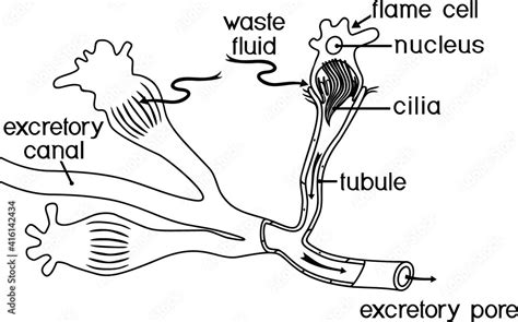 Coloring page with flatworm flame cell. Structure of element of ...