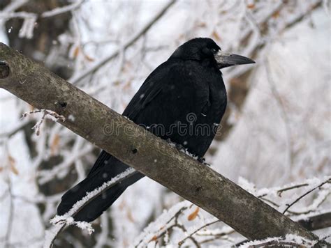 Raven Sitting on Tree in Snowfall Stock Image - Image of branch, beak: 86050901