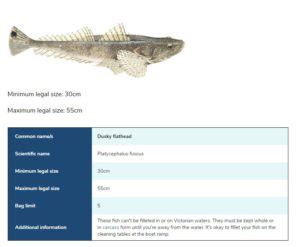 Dusky-Flathead-legal-limit-and-size-guide | Land Based Fishing