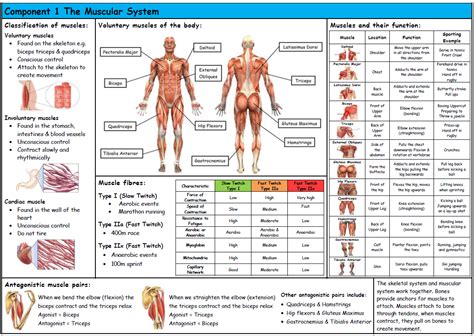 Gcse Pe Edexcel Muscular System Knowledge Organiser