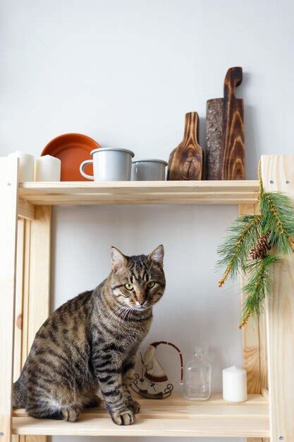 Gato Atigrado Se Sienta En El Estante De La Cocina Con Platos Y