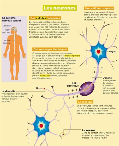 Educational Infographic Les Neurones Your Number One Source For Daily