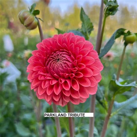 Parkland Tribute Warwick Flower Farm Black Creek Bc