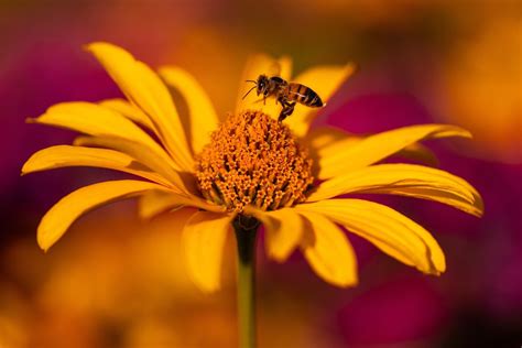 Les Meilleures Fleurs Pour Les Abeilles Gazondirect Fr