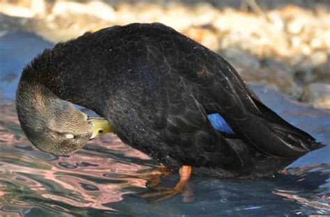 American Black Duck British Waterfowl Association