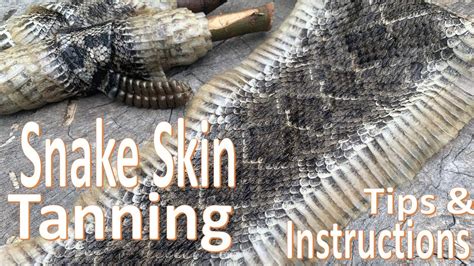 Snake Skin Tanning And Preserving How To Youtube