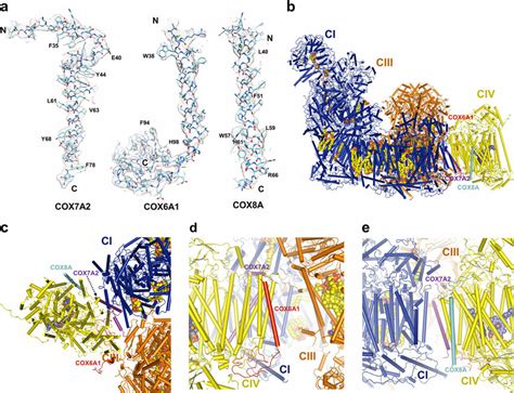 Three Different Subunits In Human Civ A Cryo Em Densities Of Three