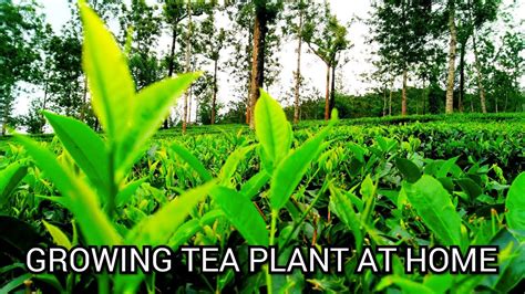 How To Grow Tea Plant At Home Simple And Easy Way Youtube