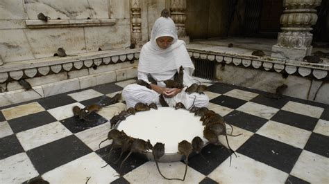 Rat Temple, India — Miru Kim