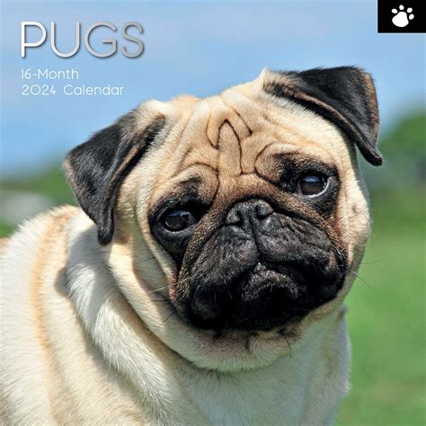 Pugs Square Wall Calendar Antic Exlibris