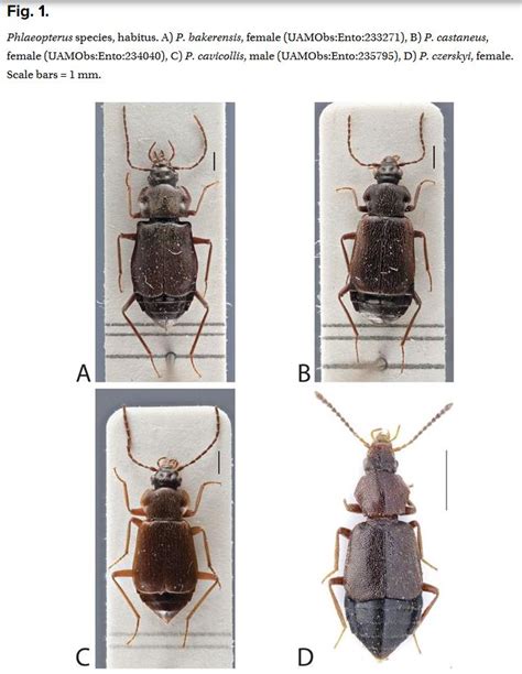 The Coleopterists Society On Twitter Literaturenotice Mullen Et Al