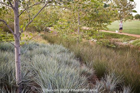 Leymus Condensatus Canyon Prince Giant Wild Rye With Rush Juncus