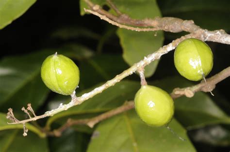 Helicia Nilagirica Bedd Plants Of The World Online Kew Science