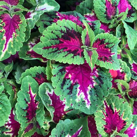 Coleus Wizard Rose 4 Pak Garden Center Mn