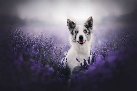 Download Purple Flower Dog Animal Border Collie Hd Wallpaper