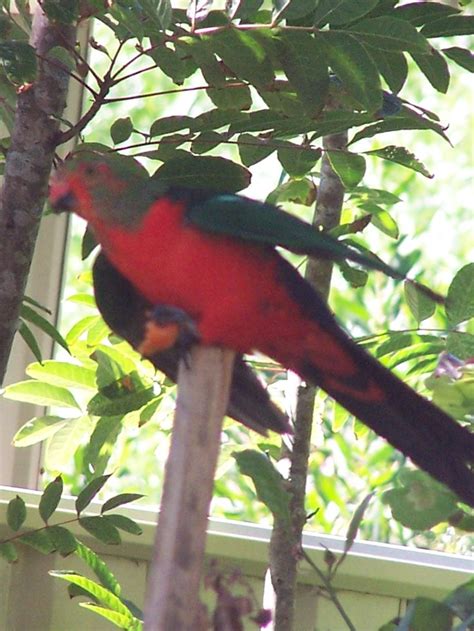 King Parrots: Frequent Visitors to Your Garden