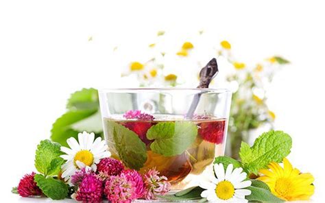 Травы при сахарном диабете 2 типа: виды, как принимать