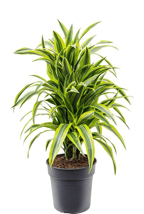 Dracaena Lemon Lime Drakenbloedboom Cm Kopen Planten Nl