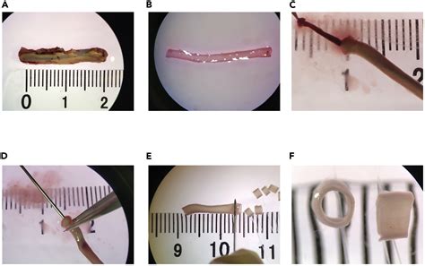 Cell Press Star Protocols