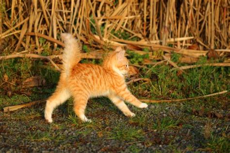 Free Images Grass Lawn Prairie Wildlife Kitten Fauna Red Fox