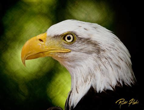 Bald Eagle - Side View Photograph by Rikk Flohr