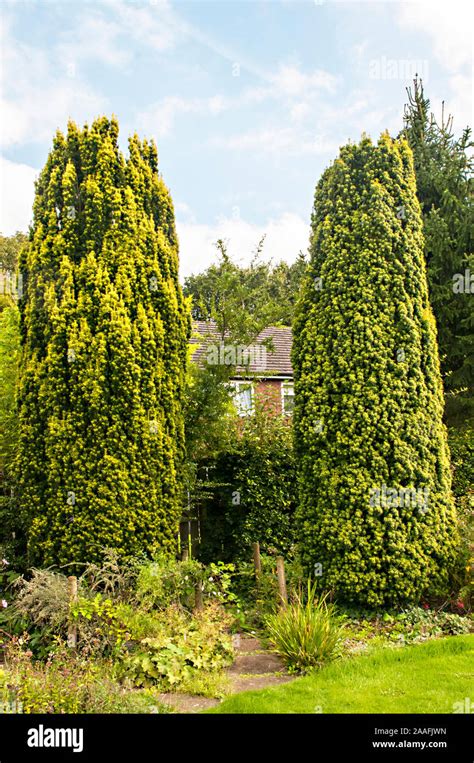 Yew Taxus Baccata Fastigiata And Fastigiata Aureomarginata Also Called Irish Yew Both Are