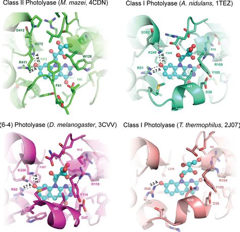 Cognate And Noncognate 8 HDF Binding Sites In The N Terminal Antenna