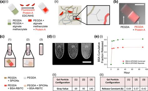 Spatioselective Functionalization Of Hydrogel Particles A Schematic Of