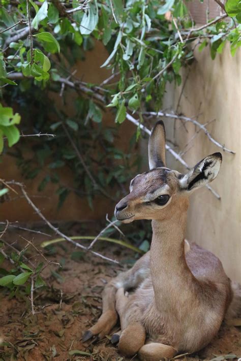 Unique Looking ‘gerenuk Antelope Can Survive Its Whole Life Without