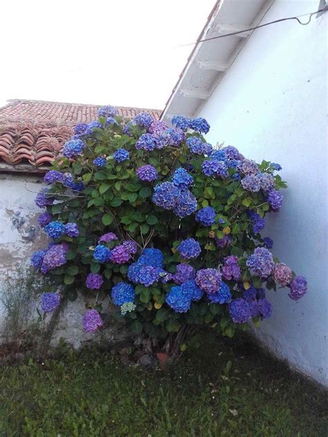 Caminos Y Senderos Españoles Tiempo De Hortensias En RanÓn Asturias