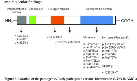 Location Of The Pathogenic Likely Pathogenic Variants Identified In