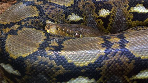 500 Pounds Of Python Caught Mating In Florida Marsh