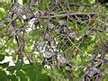 categorylepidoptera  mandya district wikimedia commons