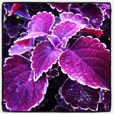 Coleus Black Heart Plant Leaves Flower Garden Nature Beauty