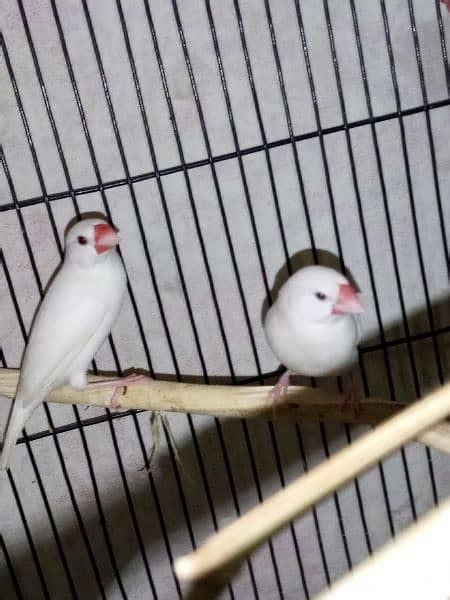 White Java Finches Pair For Sale Finches 1080730944