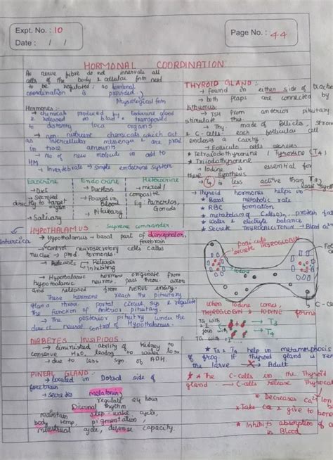 Notes Of Pituitary To Thymus Gland Of Chemical Control And Coordination