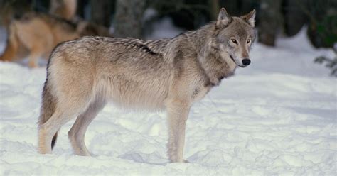 Wisconsin Wolf Hunt 2021: Hunters Can Kill 300 Gray Wolves